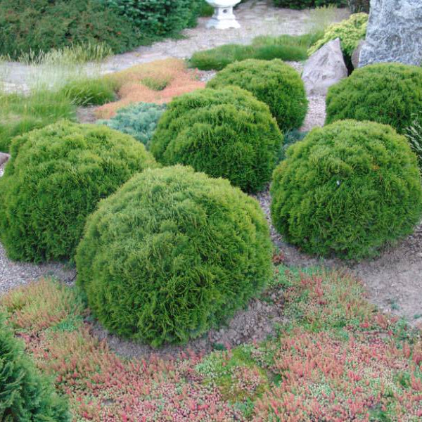 Tuia globulara pitica - Thuja Occidentalis Danica