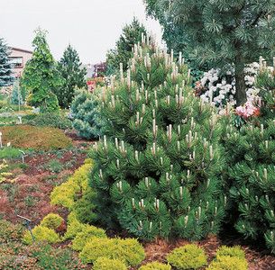 Pin Bosniac Compact Gem - Pinus Leucodermis Compact Gem