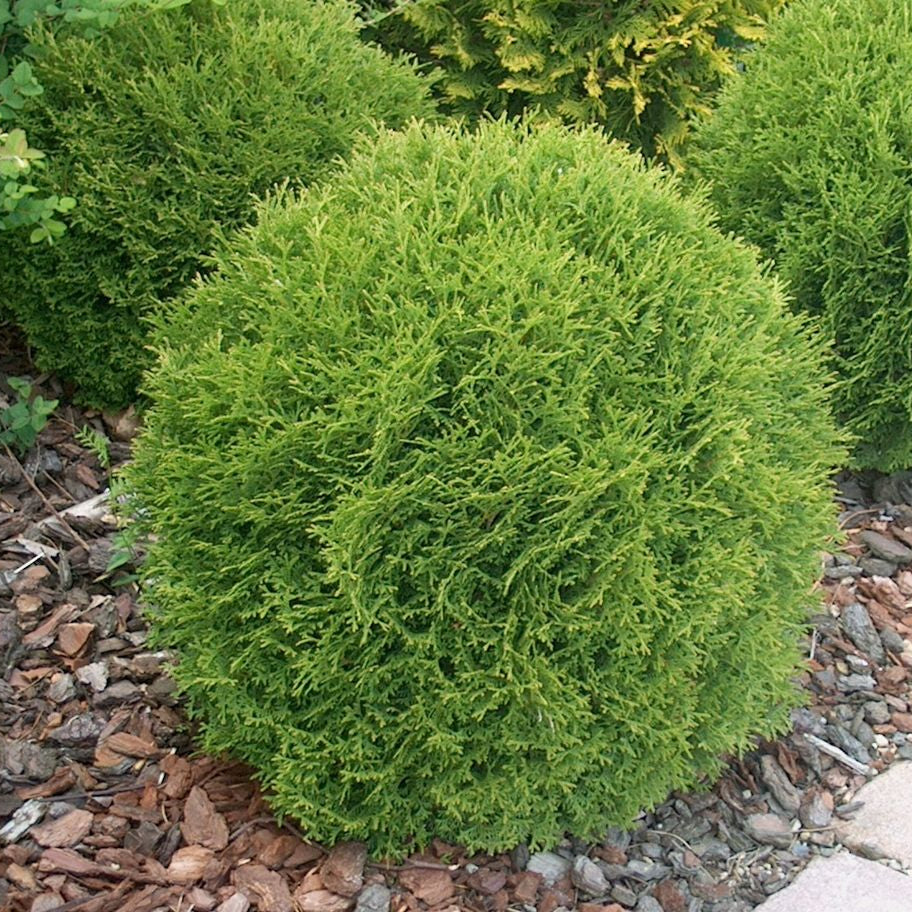 Tuia globulara pitica - Thuja Occidentalis Danica