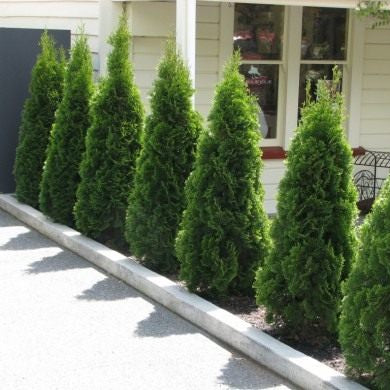Tuia Smaragd - Thuja Occidentalis Smaragd