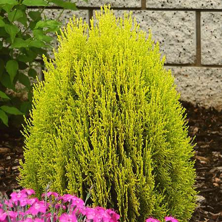 Tuia Orientală Aurea Nana - Thuja Orientalis Aurea Nana