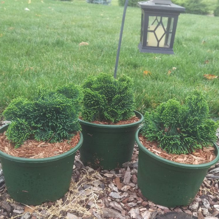 Chiparos Japonez Pitic Verde - Chamaecyparis Obtusa Nana Gracilis