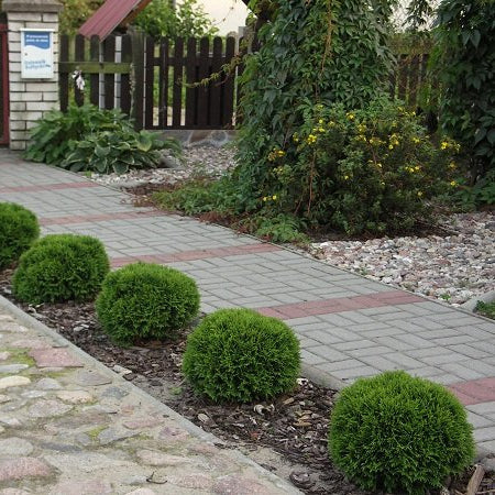 Tuia globulara pitica - Thuja Occidentalis Danica