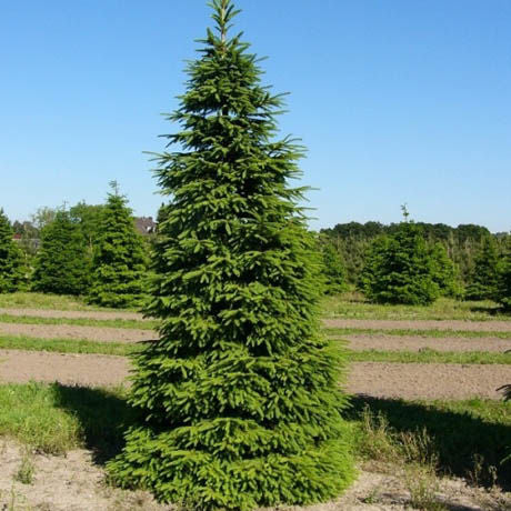 Molid Pitic Will'S Zwerg - Picea Abies Will'S Zwerg