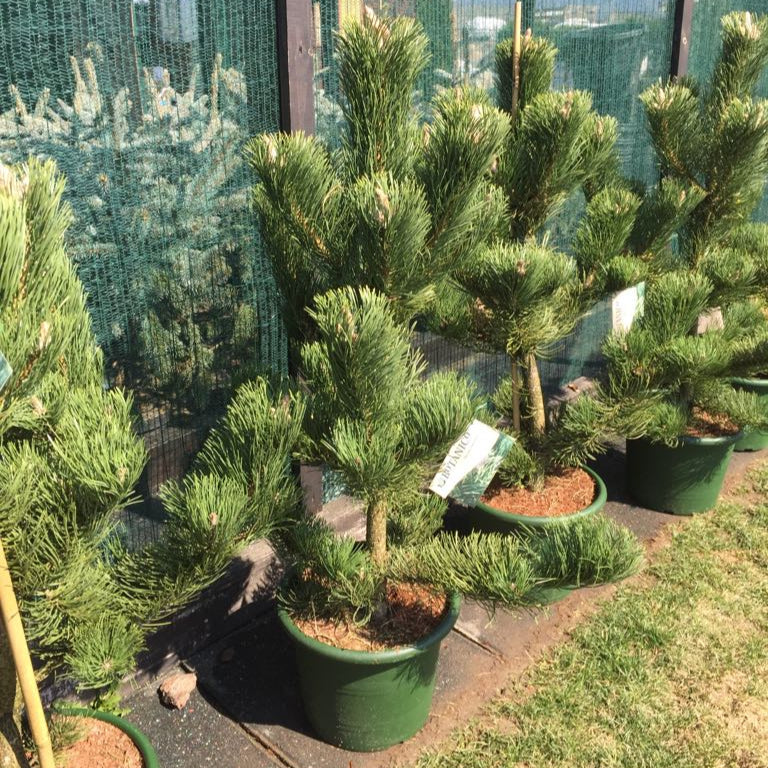 Pin Oregon Green - Pinus Nigra Oregon Green