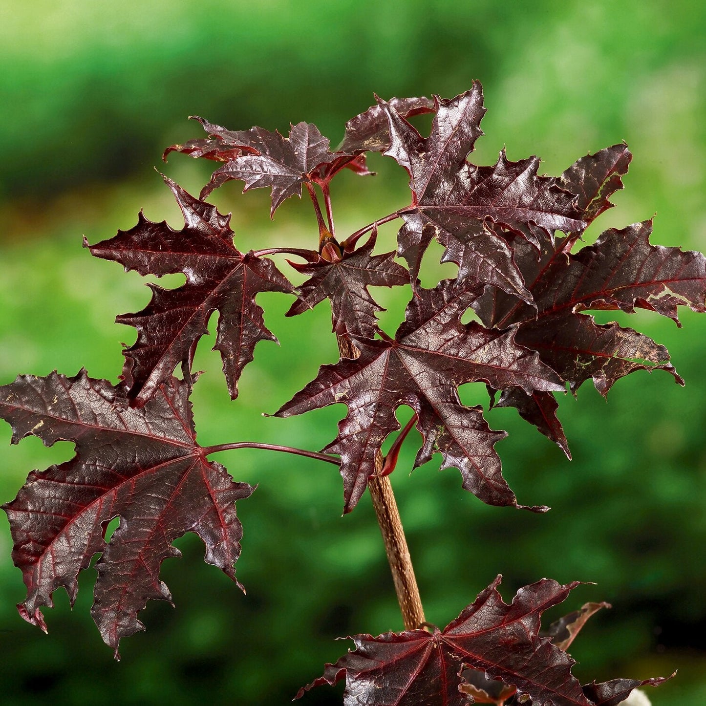 Arțar Crimson Sentry - Acer Plat. 'Crimson Sentry' - Pe Picior