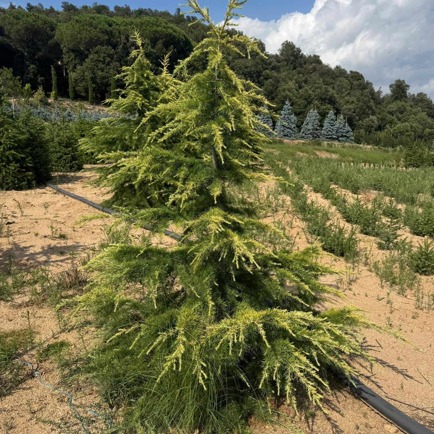 Cedrus Deodara 'Kelly' Premium (Precomanda - Poze Reale)