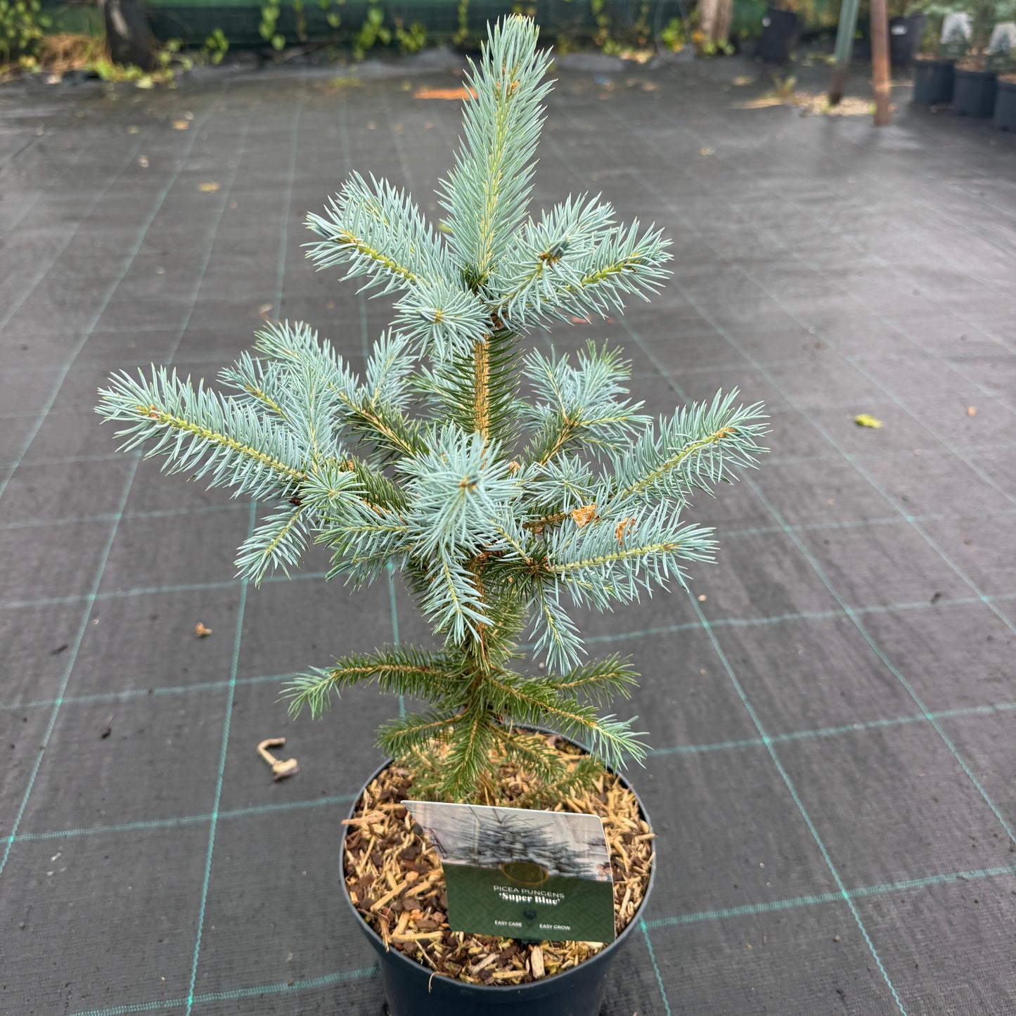 Molid Super Blue - Picea Pungens Glauca Super Blue -