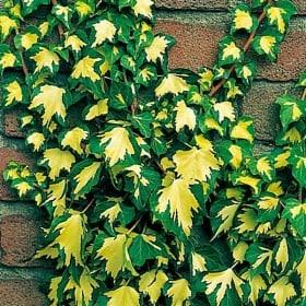 Iedera Goldheart - Hedera Helix Goldheart