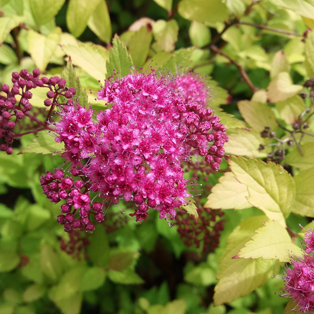 Spirea Goldflame - Spiraea Bumalda Goldflame