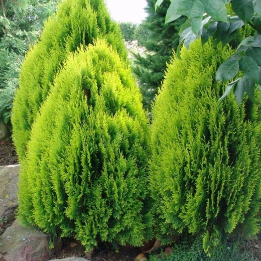 Tuia Orientală Aurea Nana - Thuja Orientalis Aurea Nana