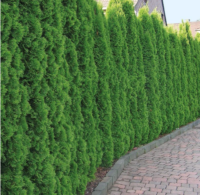 Tuia Smaragd - Thuja Occidentalis Smaragd