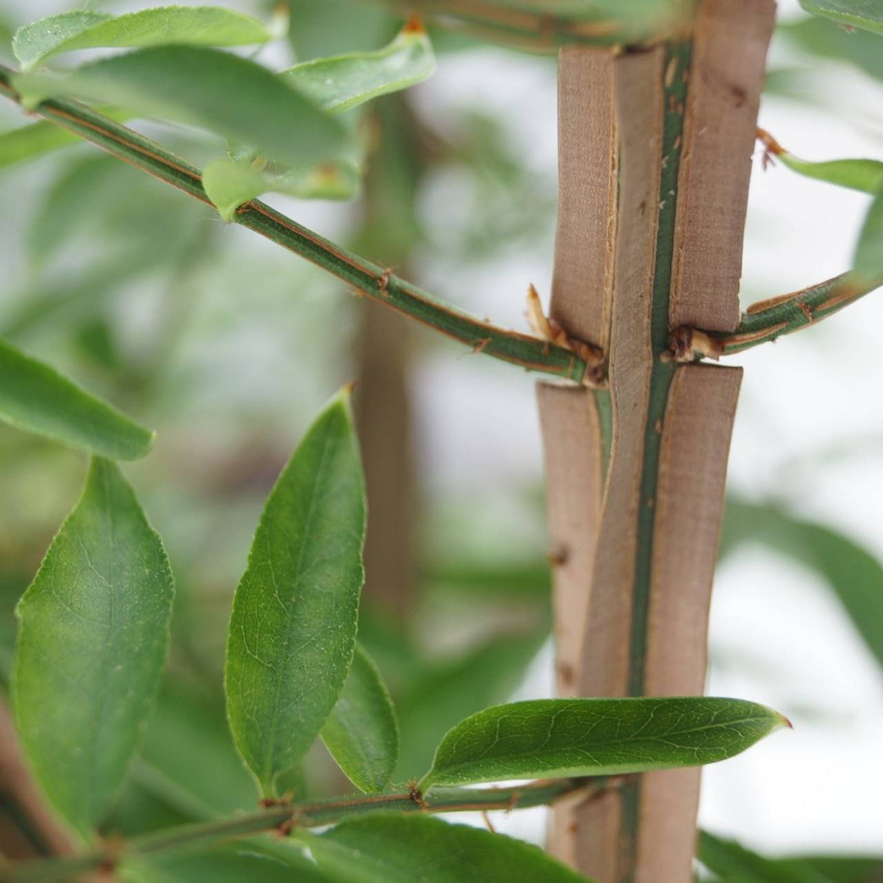 Aripi De Foc Blade Runner - Euonymus Alatus 'Blade Runner'