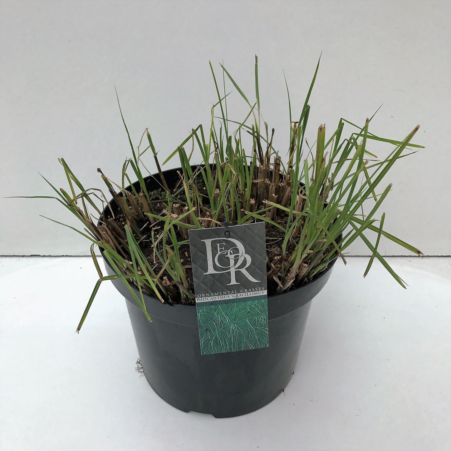 Miscanthus sinensis Gracillimus