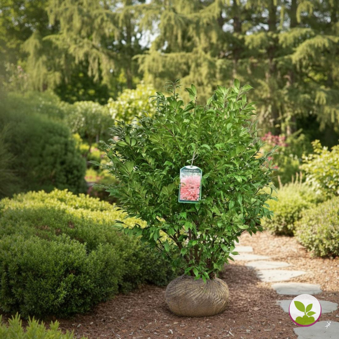 Euonymus alat. 'Compactus' la balot - livrare dupa 10 octombrie