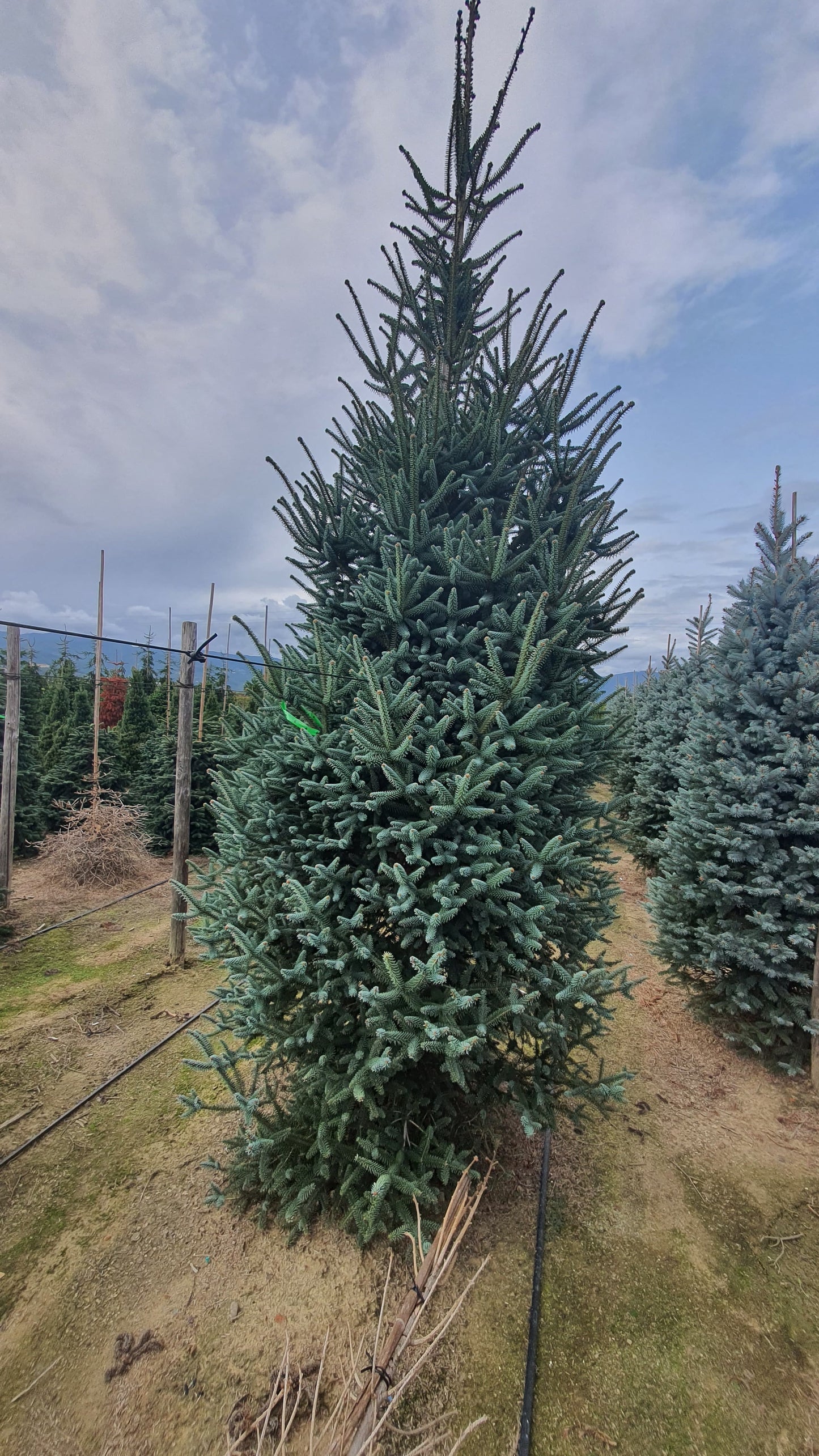 Abies Pinsapo Glauca Premium (Precomanda - Poze Reale)