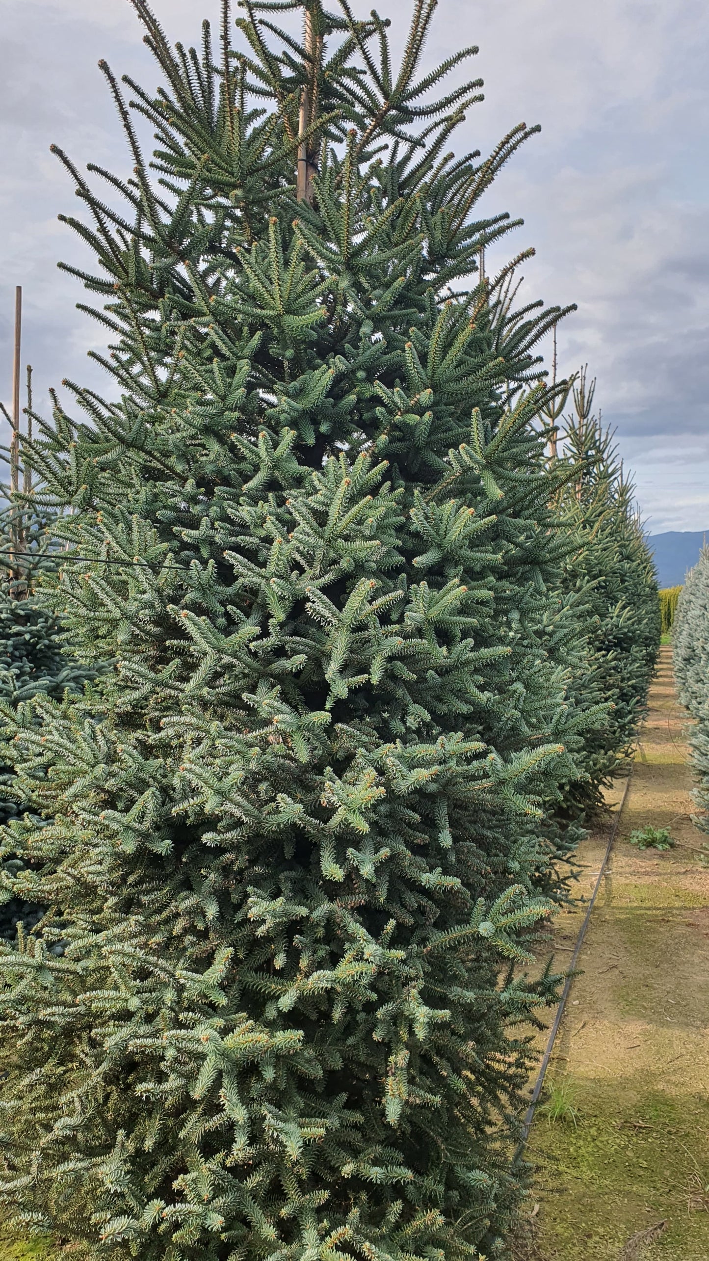Abies Pinsapo Glauca Premium (Precomanda - Poze Reale)