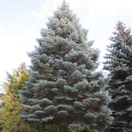Brad Alb Violaceu - Abies Concolor Violacea