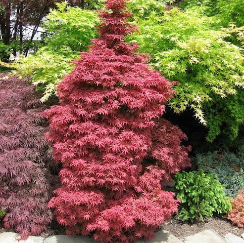 Arțar Japonez Skeeters - Acer Palmatum Skeeters Broom
