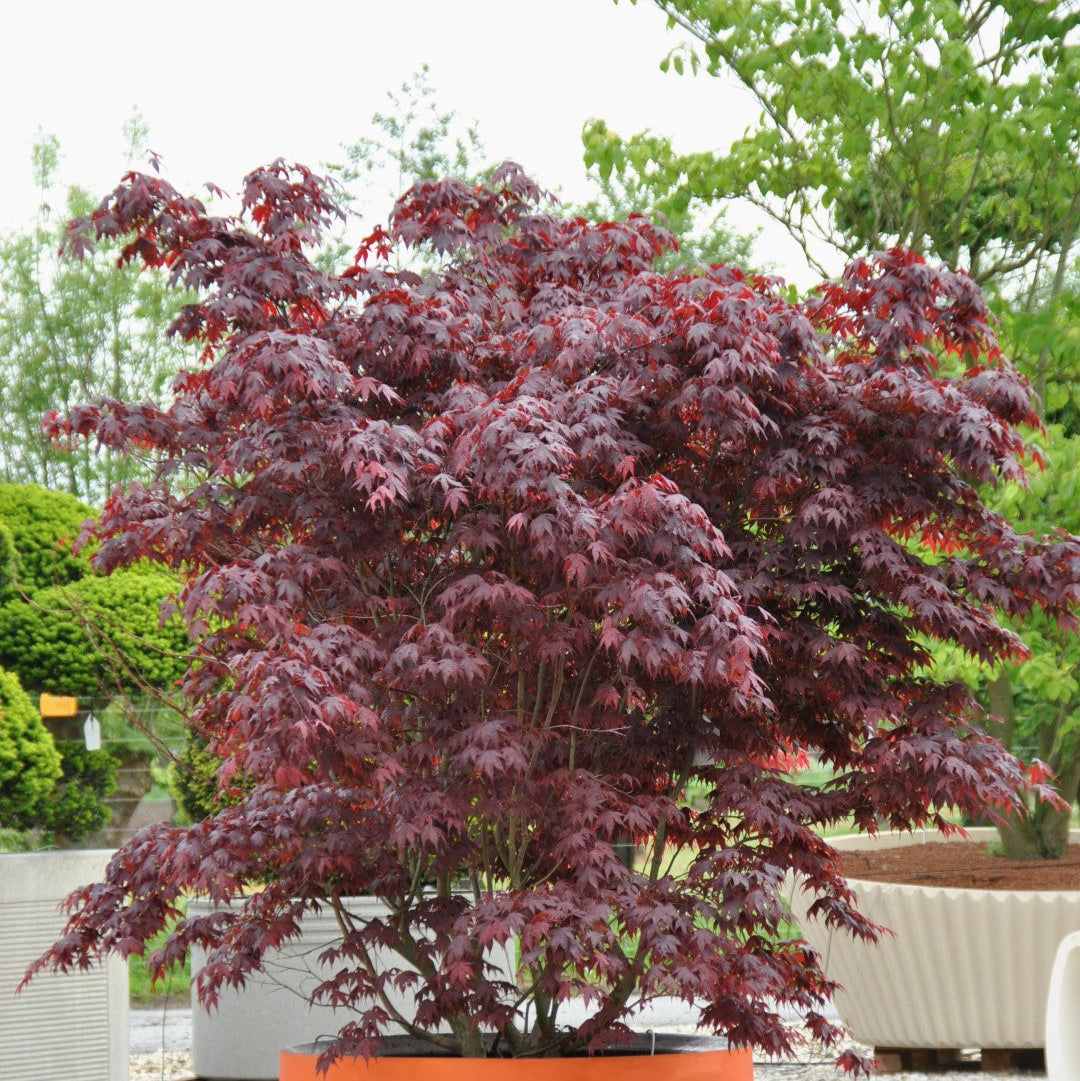 Arțar Japonez Bloodgood - Acer Palmatum Bloodgood