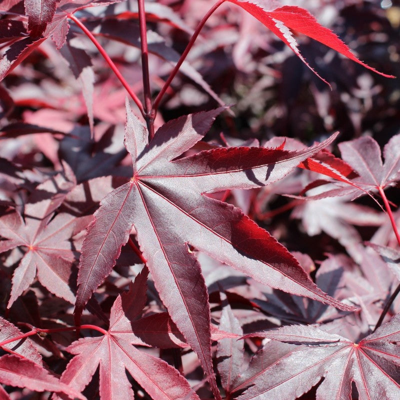 Arțar Japonez Bloodgood - Acer Palmatum Bloodgood