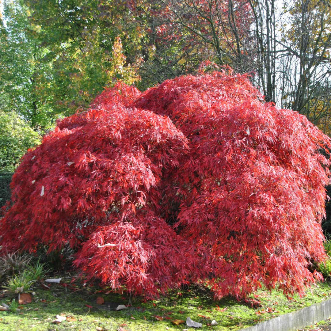 Arțar Japonez Garnet - Acer Palmatum Garnet