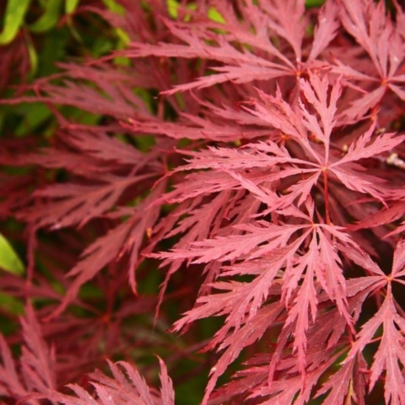 Arțar Japonez Garnet - Acer Palmatum Garnet