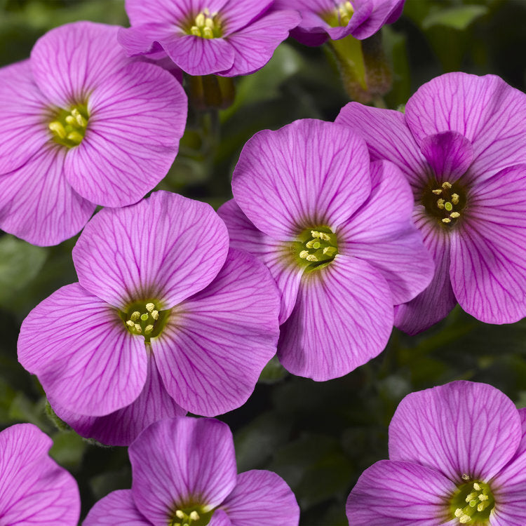 Aubrieta Roz Antique Rose - Aubrieta Antique Rose