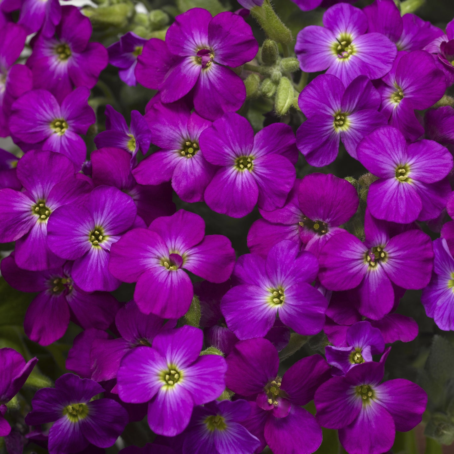 Aubrieta Lila Axcent Lilac - Aubrieta Axcent Lilac