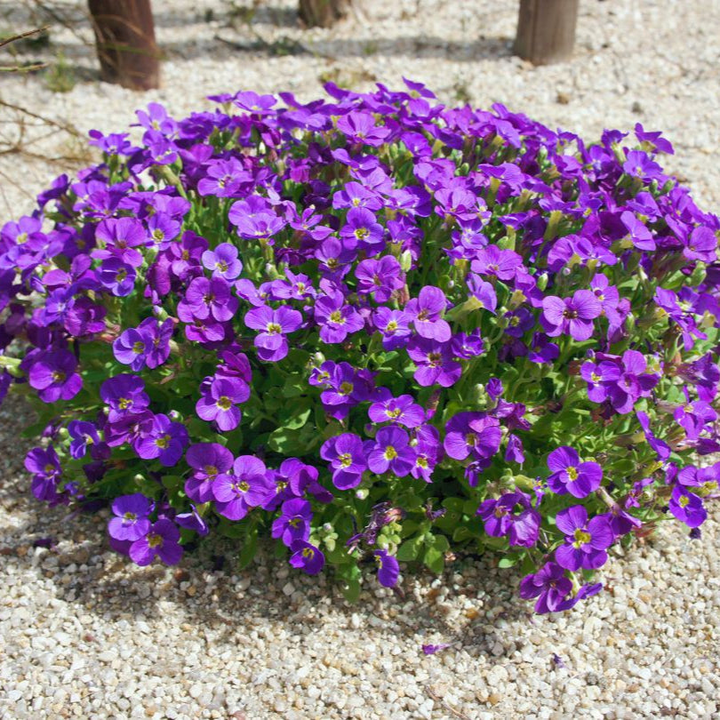 Aubrieta Kitte - Aubrieta Gracilis Kitte