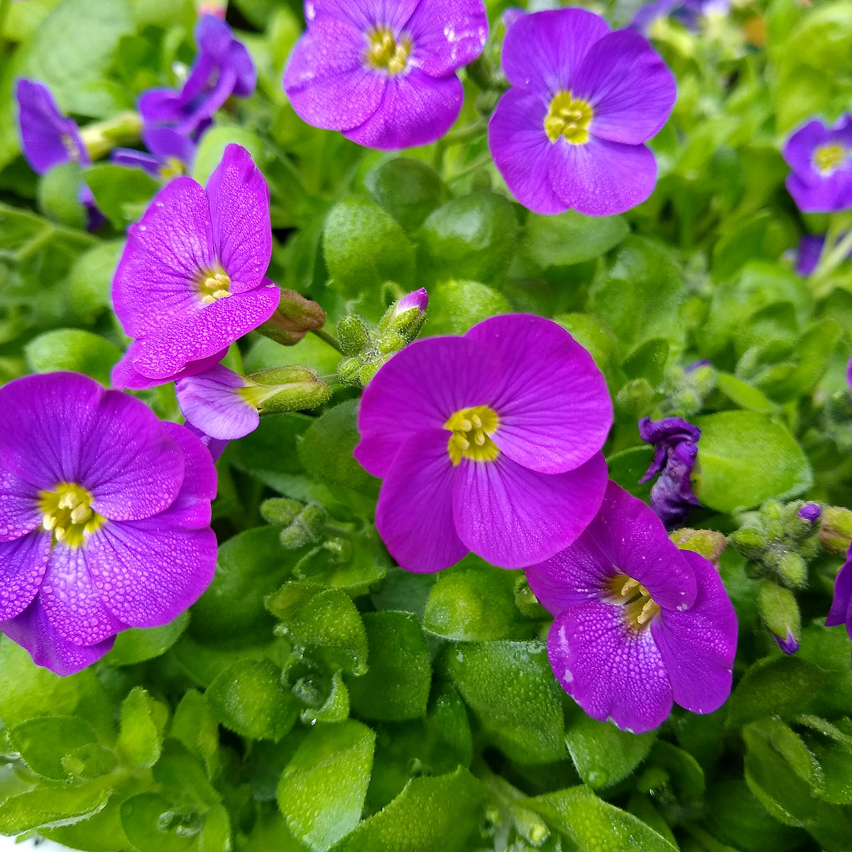 Aubrieta Kitte - Aubrieta Gracilis Kitte