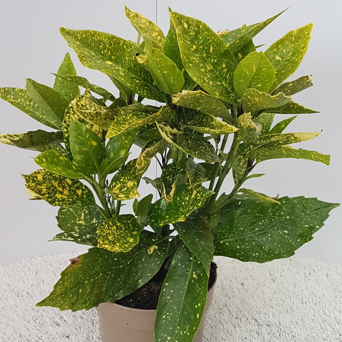 Laur Japonez Variegat - Aucuba Japonica Variegata