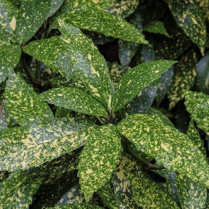 Laur Japonez Variegat - Aucuba Japonica Variegata
