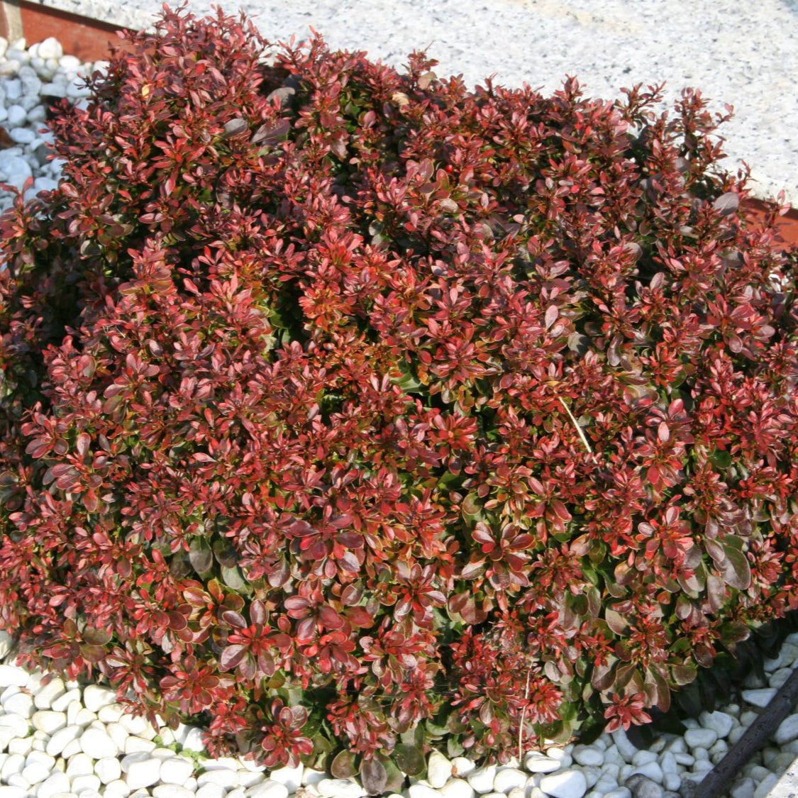 Dracilă Pitică Roșie - Berberis Atropurpurea Nana