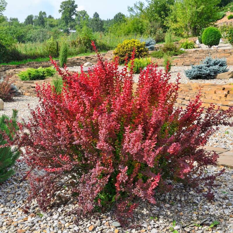 Drăcilă Japoneză Red Rocket - Berberis Thunb. 'Red Rocket'