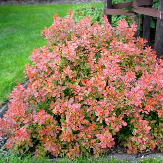 Dracilă Admiration - Berberis Thunberghii Admiration