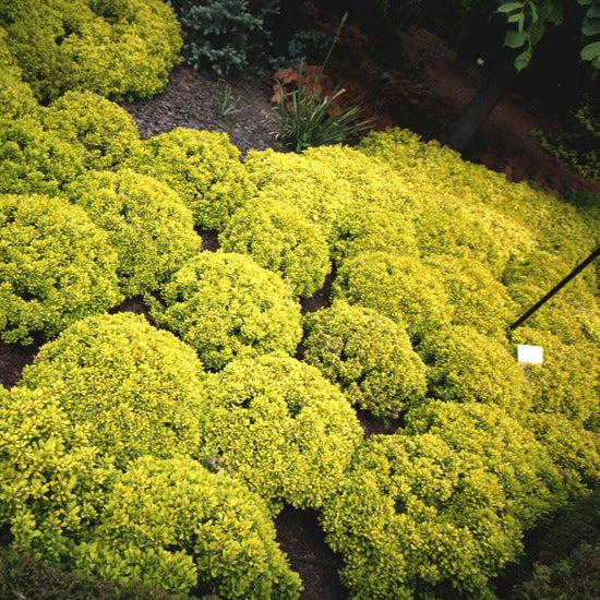 Dracilă Aurie Goldalita - Berberis Thunberghii Goldalita