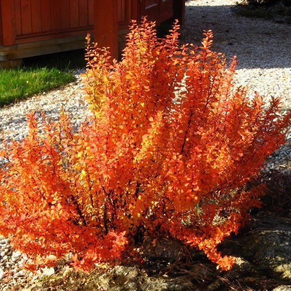 Dracilă Orange Ice - Berberis Thunberghii Orange Ice
