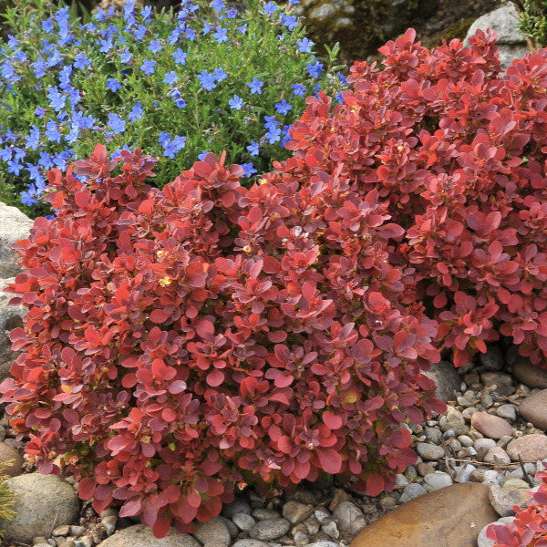 Dracilă Ruby Star - Berberis Thunberghii Ruby Star