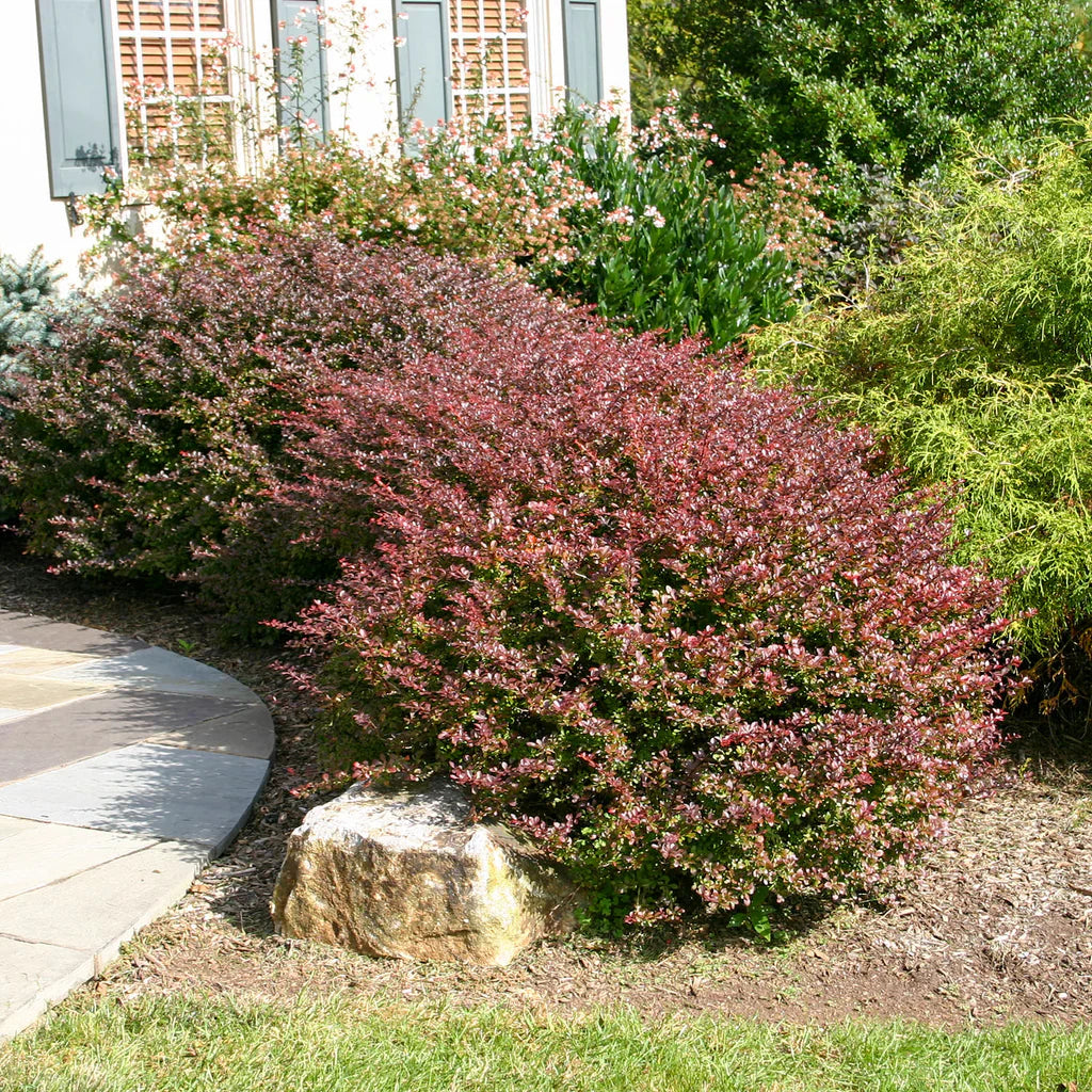 Drăcilă Atropurpurea - Berberis Thunbergii Atropurpurea