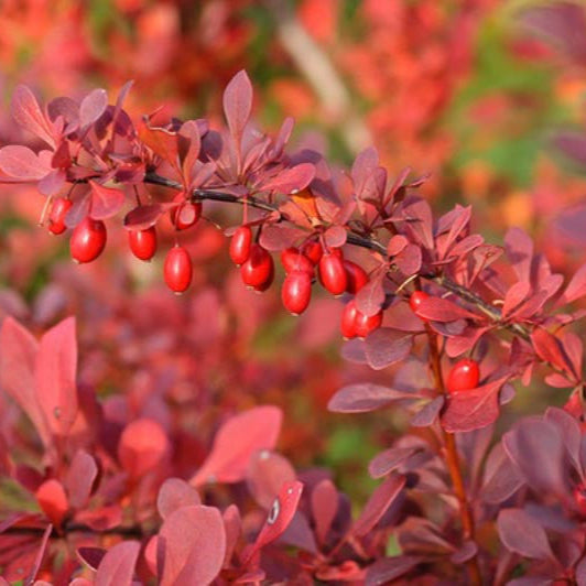 Drăcilă Atropurpurea - Berberis Thunbergii Atropurpurea