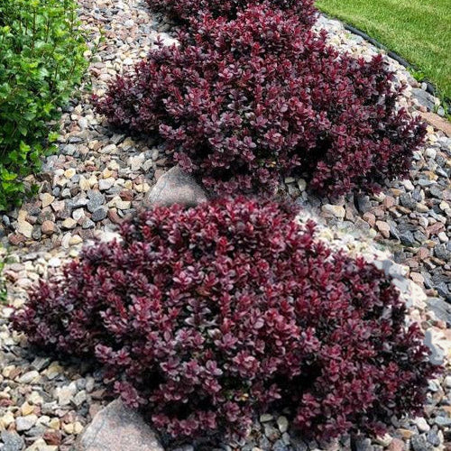 Drăcilă Concorde - Berberis Thunbergii Concorde