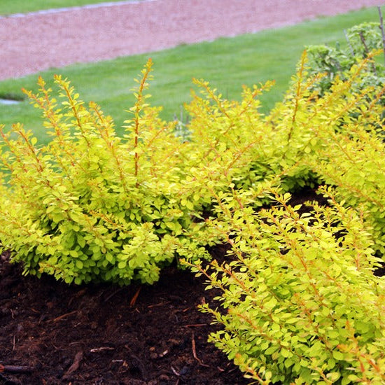 Drăcilă Golden Carpet - Berberis Thunbergii Golden Carpet