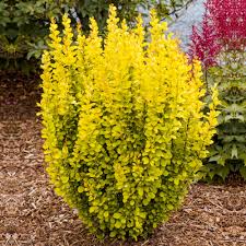 Drăcilă Maria - Berberis Thunbergii Maria