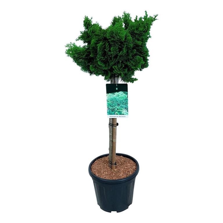 Chamaecyparis obtusa 'Nana Gracilis' altoit pe picior