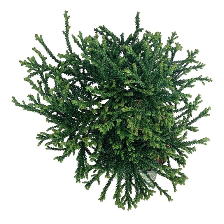 Cryptomeria japonica 'Little Champion' altoit pe picior