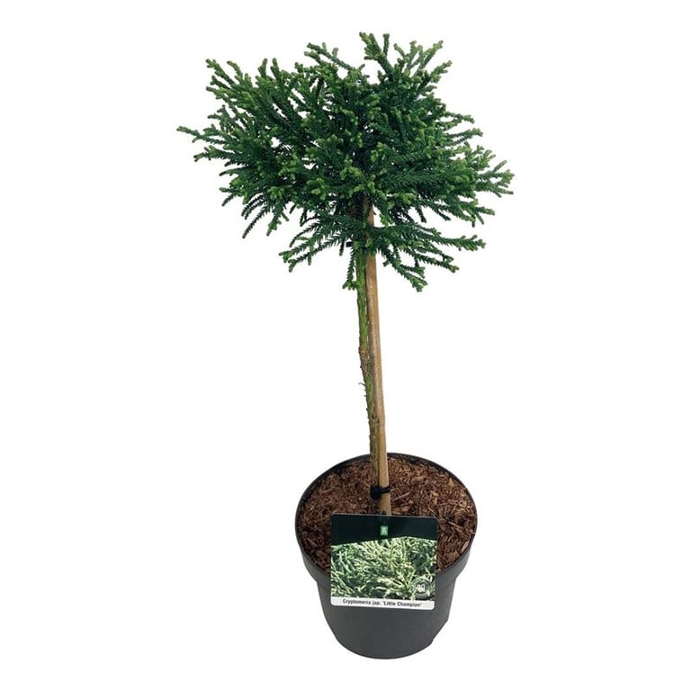 Cryptomeria japonica 'Little Champion' altoit pe picior