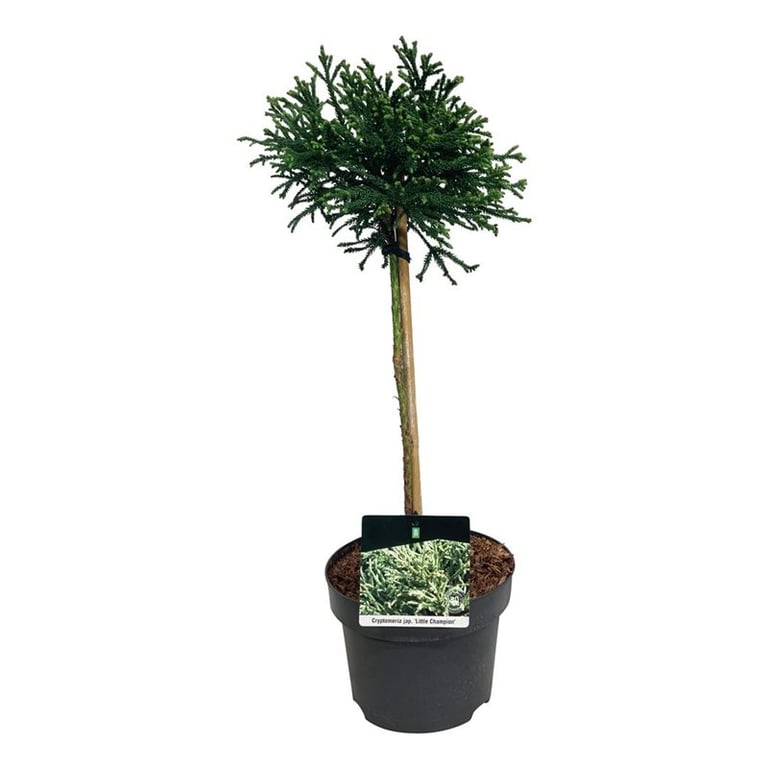 Cryptomeria japonica 'Little Champion' altoit pe picior