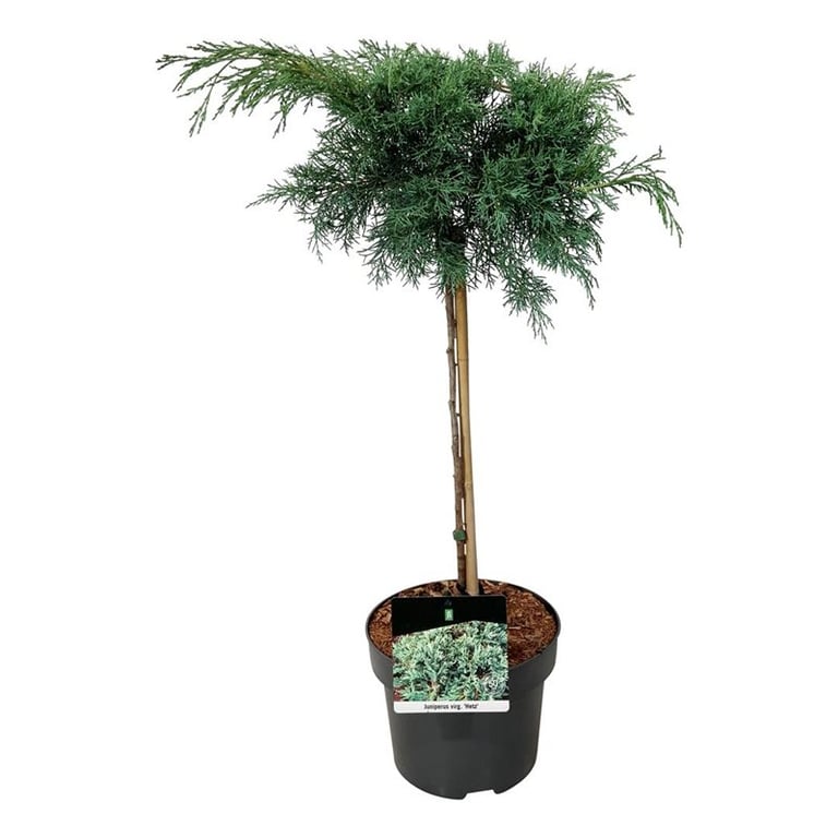 Juniperus virginiana 'Hetz' - Ienupar de Virginia