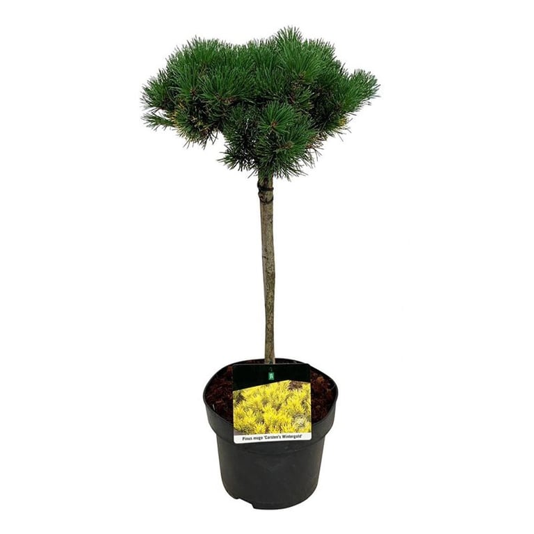 Pinus mugo 'Carstens Wintergold' altoit pe picior